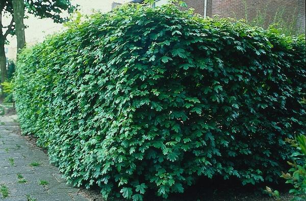 Acer Campestre - Veldesdoorn - blote wortel - ↕60-80cm - 25x