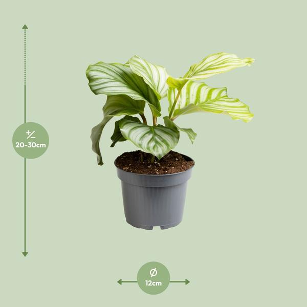 Calathea Orbifolia - ↕25cm - Ø12cm