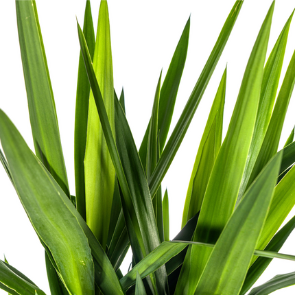 Yucca Elephantipes - ↕160cm - Ø27cm