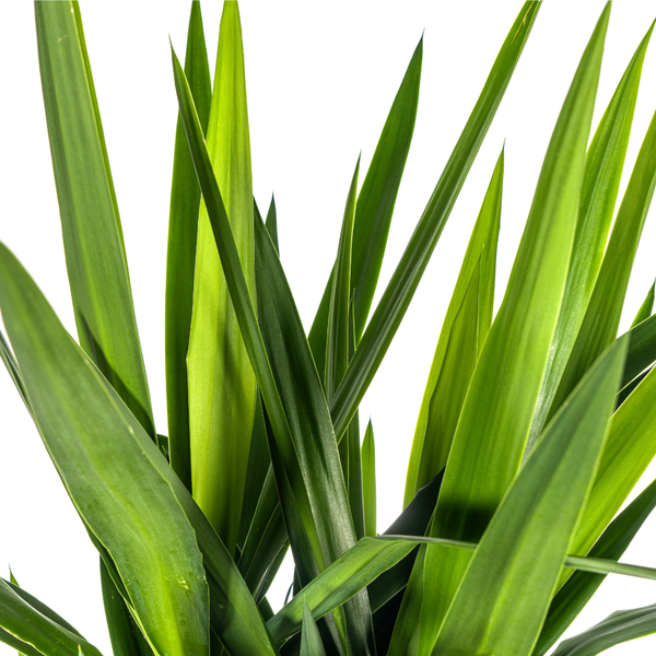 Yucca Elephantipes - ↕160cm - Ø27cm