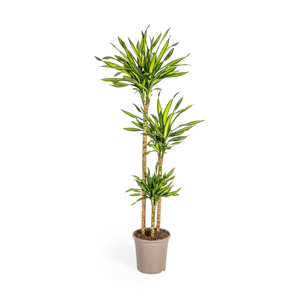 Dracena Deremensis Rikki - ↕140cm - Ø24cm
