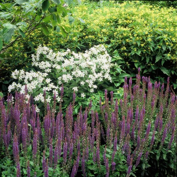 Salvia Nemorosa 'Ostfriesland' - Bossalie - ↕10-25cm - Ø9cm - Borderplant - 12x
