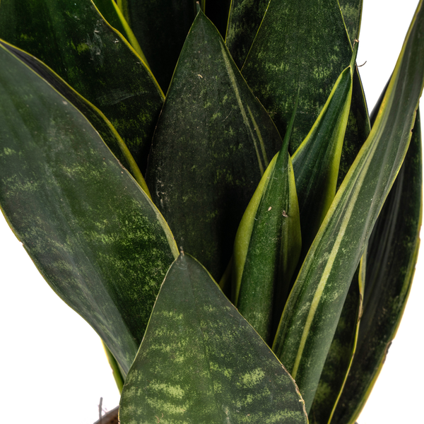Sansevieria Trifasciata Futura Black - Vrouwentong - ↕50-55cm - Ø17cm