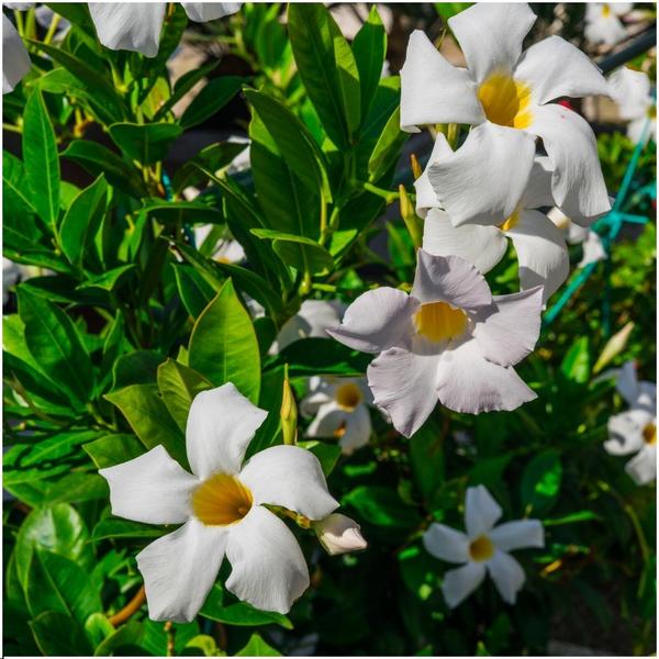 Dipladenia white - Mandevilla white - ↕25cm - Ø12cm - 6x