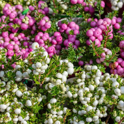 Mélange de Pernettya mucronata - 2x blanc perle - 2x rouge - 2x rose - ↕20cm - Ø12cm - 6x