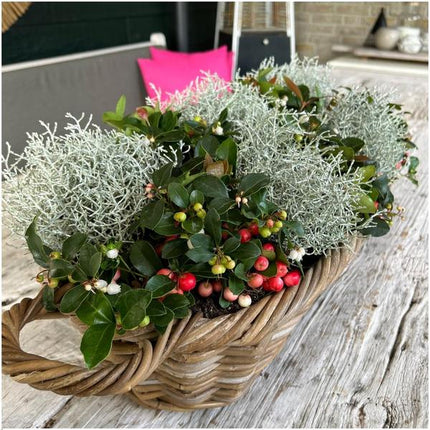 Zestaw zimowych kwiatów - 3x Gaultheria + 3x Calocephalus - ↕15cm - Ø10cm