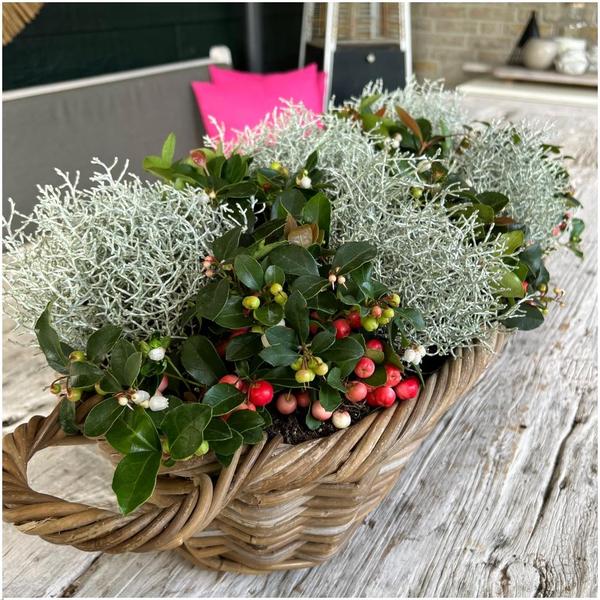 Winterwunderland-Mix-Set – 3x Gaultheria + 3x Calocephalus – ↕15 cm – Ø10 cm