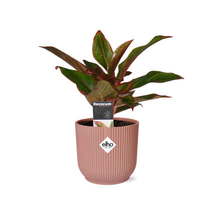 Aglaonema Crete - en rosa elho Vibes Fold - ↕25cm - Ø14cm