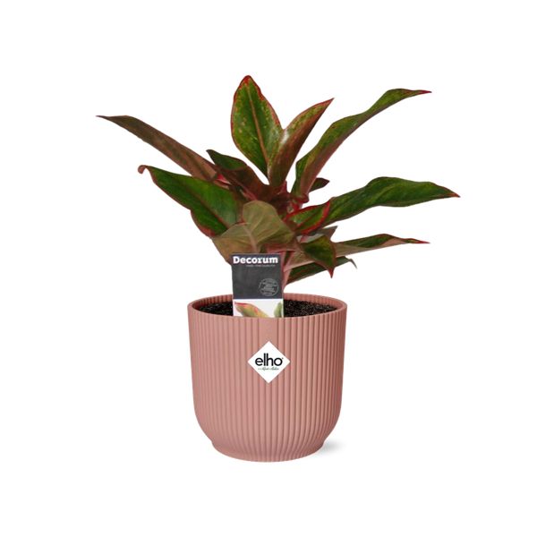 Aglaonema Crete - in roze elho Vibes Fold - ↕25cm - Ø14cm