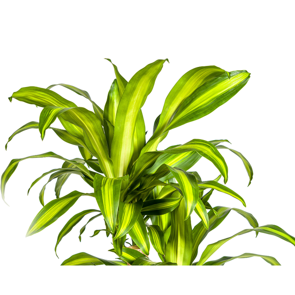 Dracaena Fragrans Massangeana Karussell - ↕140cm - Ø30cm - Drakenplant