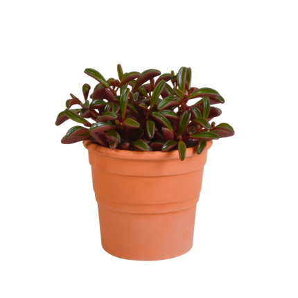 Peperomia Graveolens - w doniczce z terakoty