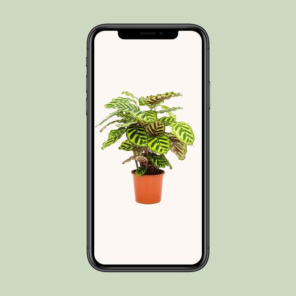 Calathea Makoyana - ↕45cm - Ø14cm