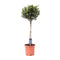 Mediterrane Planten