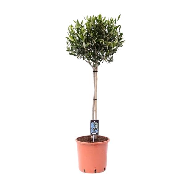 Olea Olijf - Olijfboom - ↕100cm - Ø22cm