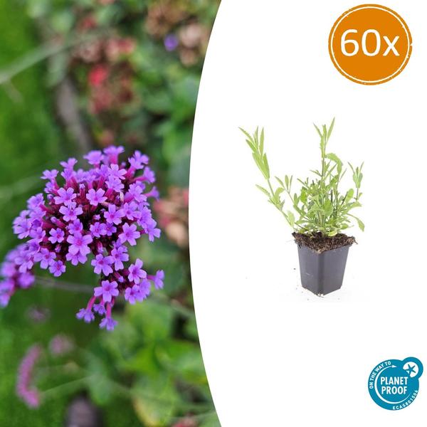 Verbena Bonariensis - Hierba de hierro - ↕10-25cm - Ø9cm - Planta de borde - 60x