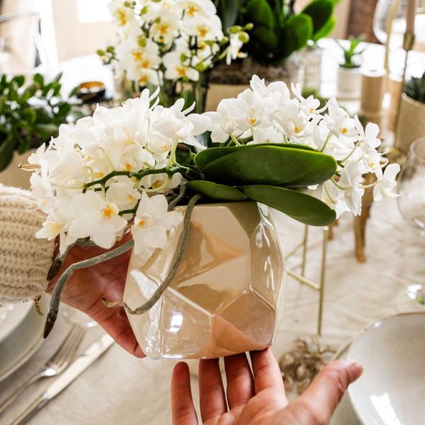 Witte orchidee 'Nazaré' + Pearl sierpot Travertine - Ø9cm - Bloeiende kamerplant