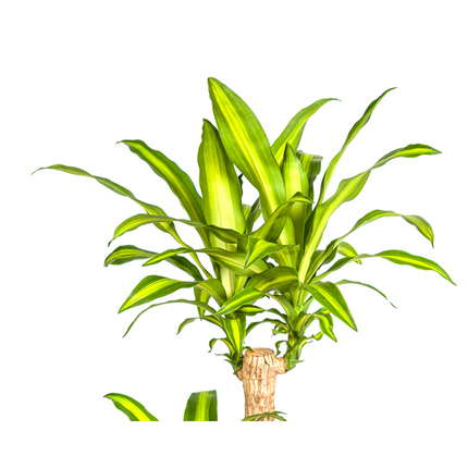 Dracaena Fragrans Massangeana - Planta drago - ↕140cm - Ø24cm