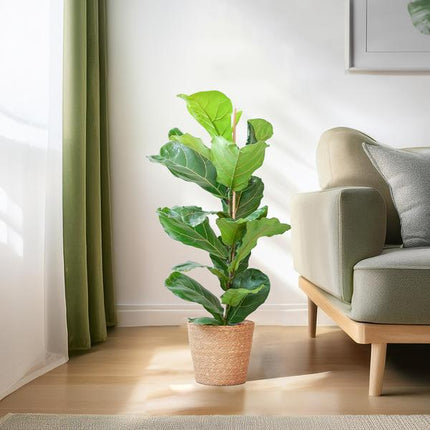 Ficus Lyrata met Mand Sofia naturel - ↕80cm - Ø21cm