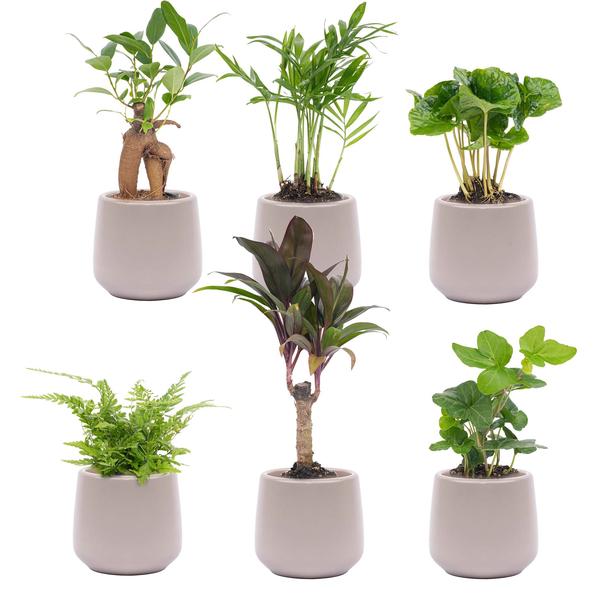 Set de miniplantas 6 - Incluye 6 macetas Joey grises mate