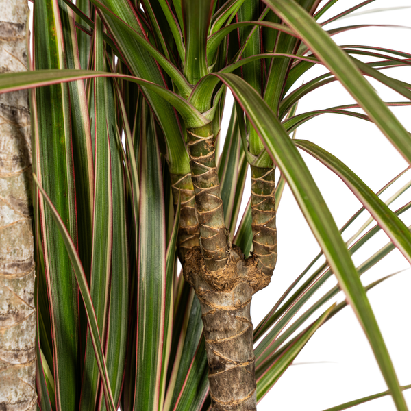 Dracaena Marginata Bicolor - ↕120cm - Ø21cm - Drakenplant