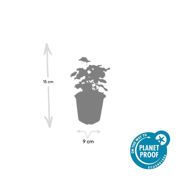 Alchemilla Mollis - Vrouwenmantel  - ↕10-25cm - Ø9cm - Bodembedekker - Borderplant - 6x