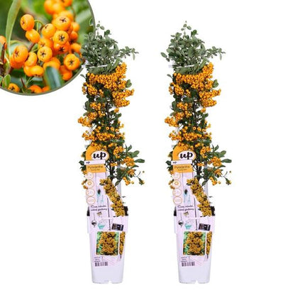 Pyracantha Coccinea Sunny Star - Firethorn - ↕60cm - Ø12cm - 2x