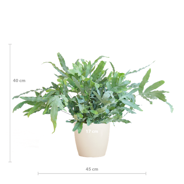 Phlebodium Aureum 'Blue Star' - Blauwvaren - met Viber wit - ↕40cm - Ø17cn