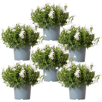 Campanula Addenda - Glockenblume weiß - 1m2 Bodendecker - Ambella white - Ø12cm - 6x