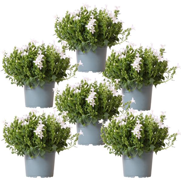 Campanula Addenda - Campanilla blanca - Cubresuelos de 1 m2 - Ambella blanca - Ø12 cm - 6x