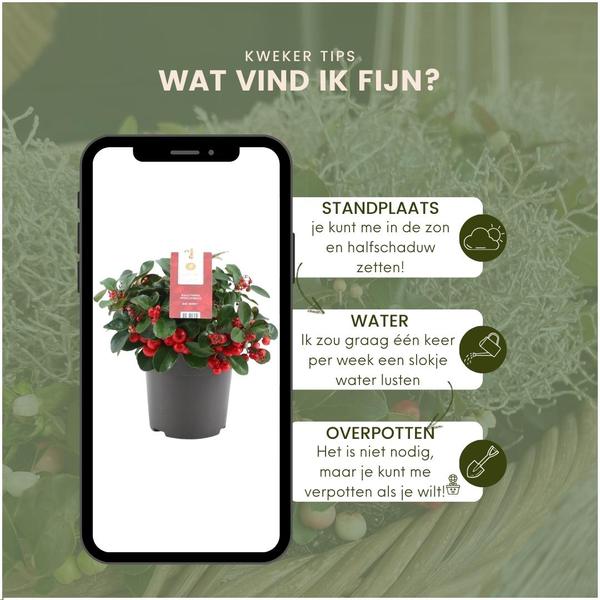 Winterwonderland mix set - 3 x Gaultheria + 3x Calocephalus - ↕15cm - Ø10cm