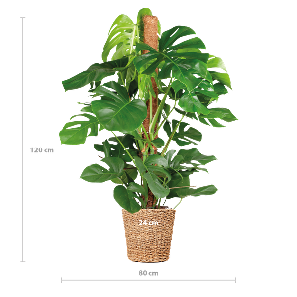 Monstera Deliciosa XL met Torun mand - Gatenplant - ↕120cm - Ø24cm