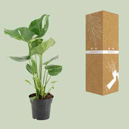 Monstera Deliciosa - ↕60cm - Ø17cm - Hole plant