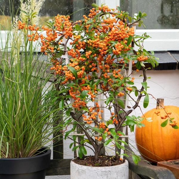 Pyracantha Coccinea mix - Vuurdoorn - ↕60cm - Ø12cm - 3x