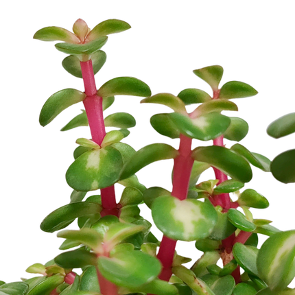 Portulacaria Afra mediopicta - Ø10,5cm - in witte pot