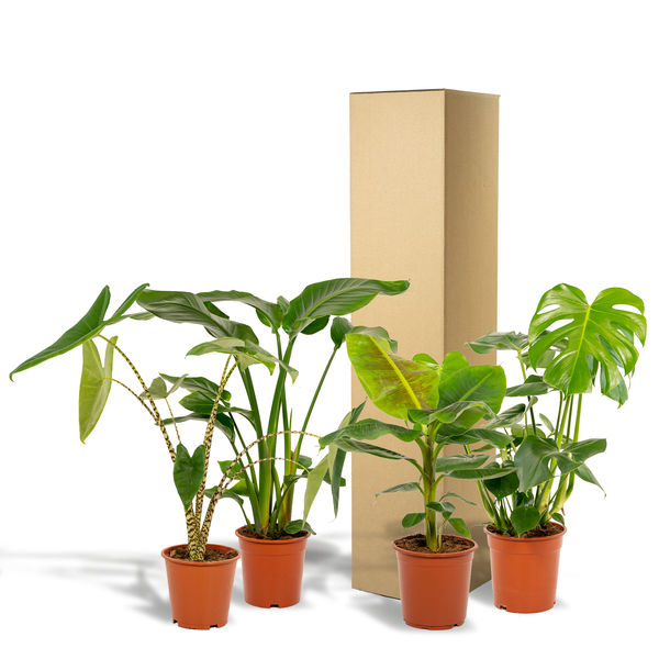 Monstera Deliciosa - ↕75cm - Ø21cm + Alocasia Zebrina - ↕75cm - Ø19cm + Strelitzia Nicolai - ↕85cm - Ø19cm + Musa Dwarf Cavendish - ↕85cm - Ø21cm