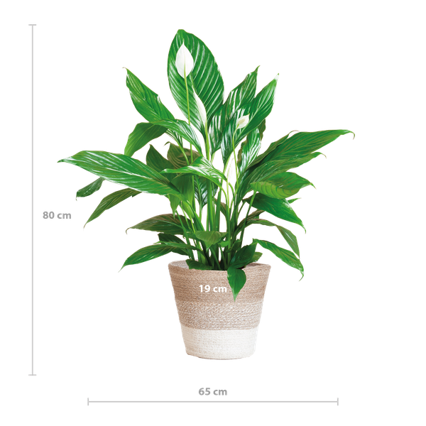 Spathiphyllum met Mand Lissabon wit - Lepelplant - ↕80cm - Ø21cm