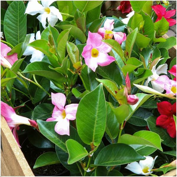 Mezcla de Dipladenia - 2 x Mandevilla rosa - 2 x Mandevilla blanca - 2 x Mandevilla roja - ↕25cm - Ø12cm