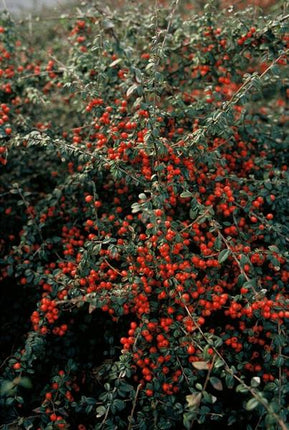 Cotoneaster Suecicus 'Coral Beauty' - ↕10-25 cm - Ø9 cm - Bodendecker - Beetpflanze - 6 Stück