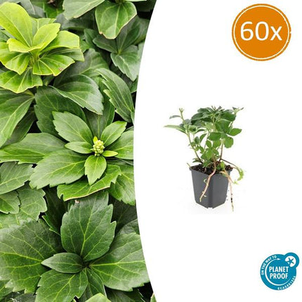 Pachysandra Terminalis – Schattenkraut – ↕10–25 cm – Ø9 cm – Bodendecker – 60 Stück