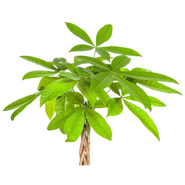 Pachira Aquatica - Geldboom - ↕80cm - Ø19cm