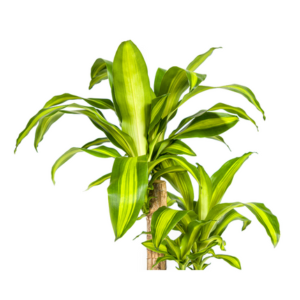 Dracaena Fragrans Massangeana - Drageplante - ↕80cm - Ø19cm