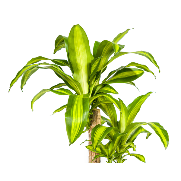 Dracaena Fragrans Massangeana - ↕80cm - Ø19cm - Drakenplant