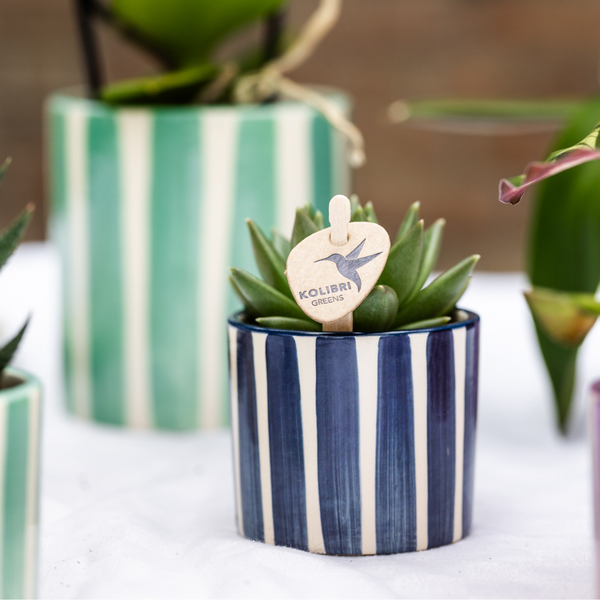 Mix van groene planten + Painted Stripe sierpotten - Ø9cm & Ø6cm - Kolibri Greens