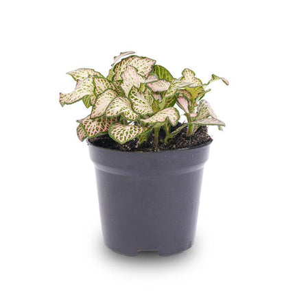 Fittonia Pink Tiger - Plante mosaïque - Rose, blanc et vert - Ø8cm