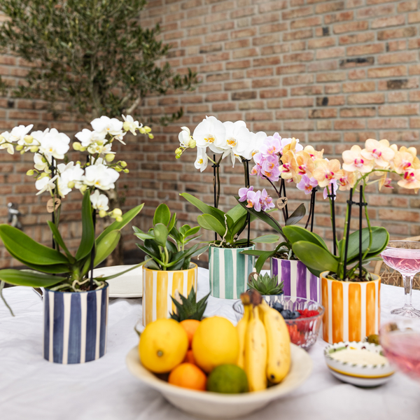 Witte phalaenopsis orchidee Lausanne + Painted Stripe sierpot turquoise - Ø9cm - Bloeiende kamerplant