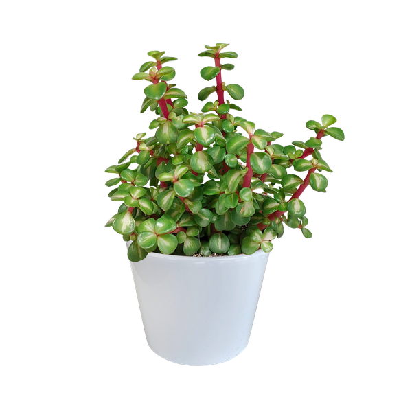 Portulacaria Afra mediopicta - Ø10,5cm - im weißen Topf