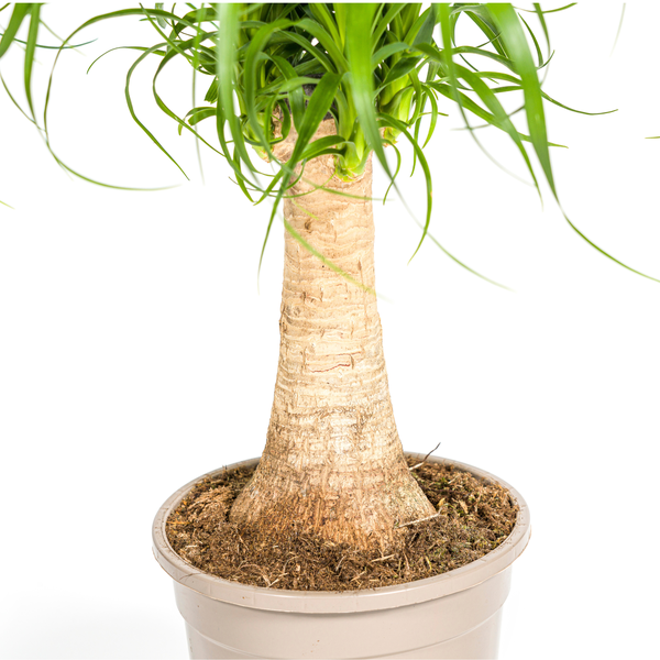 Beaucarnea Recurvata Stam - ↕50cm - Ø17cm - Olifantenpoot Plant