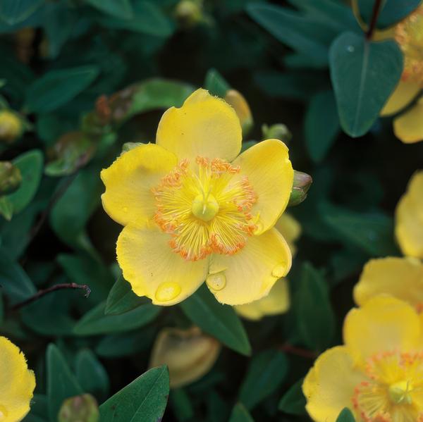Hypericum Calycinum - ↕10-25cm - Ø9cm - Hertshooi - Bodembedekker - 60x