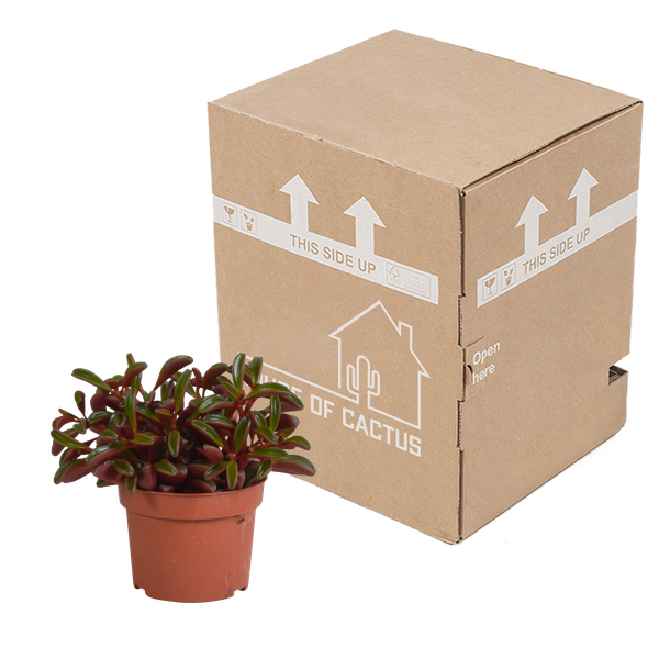 Peperomia Graveolens - zonder pot