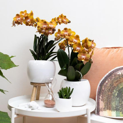 Orange gold Phalaenopsis orchid - Jewel Las Vegas - Ø12cm - Flowering houseplant